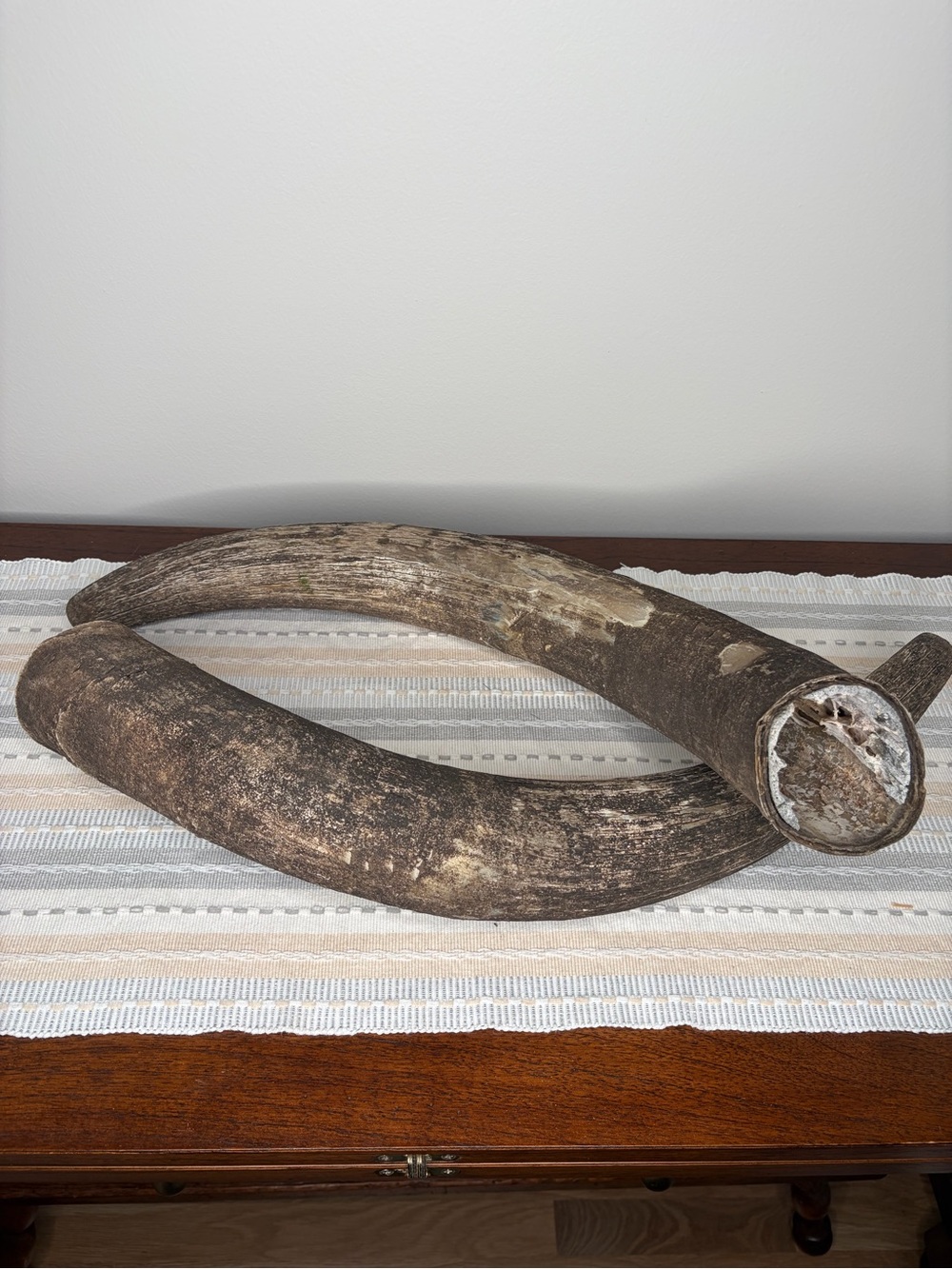 Natural Unaltered Decorative Bull Horns - Rustic Brown